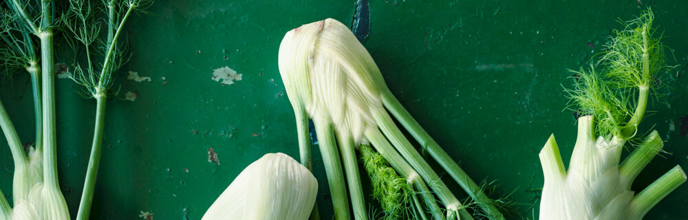 fenchel fenchel