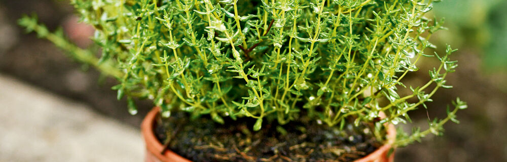 Ob Rosmarin, Salbei, Oregano oder Thymian, die Gewürzkräuter sind beliebt. Thymian