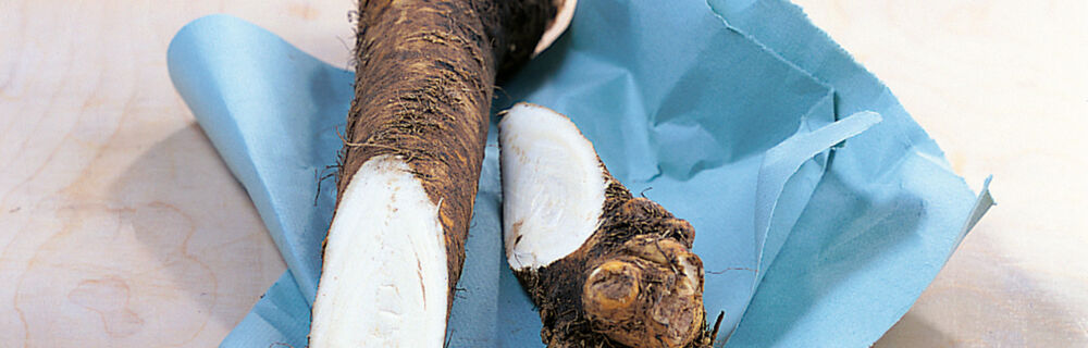 Schwarzwurzeln Schwarzwurzeln