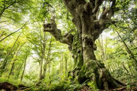 Schlank im Schlaf Bewegung Schlank im Schlaf Bewegung