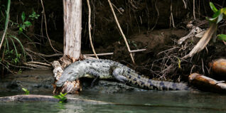 Dschungelcamp Party Dschungelcamp Party