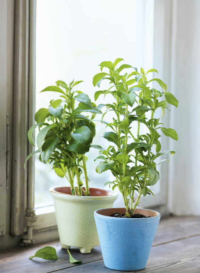 Backen mit Stevia Steviapflanze Backen mit Stevia Steviapflanze