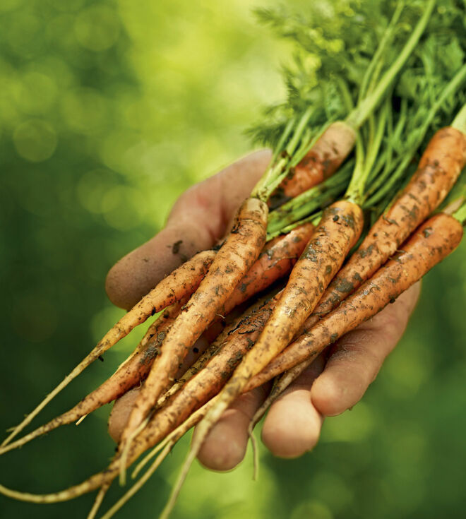 Unterschied Möhren Karotten Unterschied Möhren Karotten