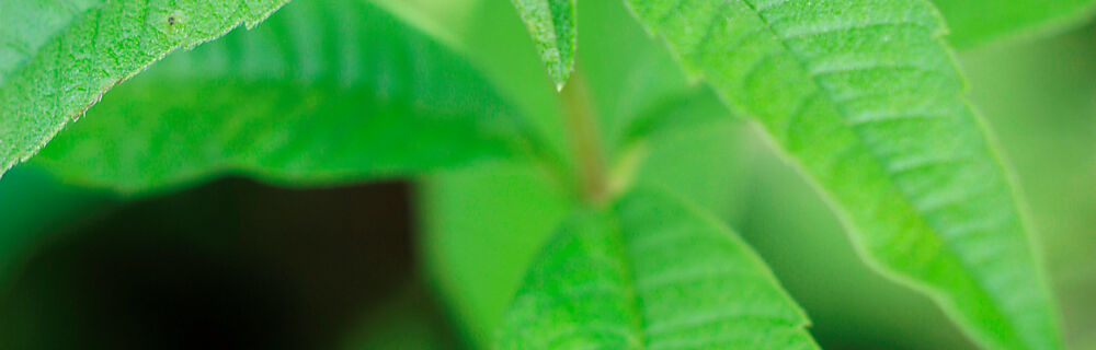 Die Zitronenverbene hat ein unvergleichliches Zitronenaroma. Zitronenverbene