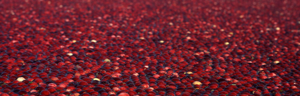 Cranberries Geschichte und Anbau Cranberries Geschichte und Anbau