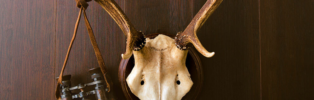 Wild - Definition Wild - Definition