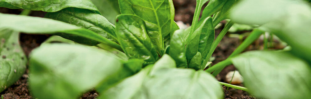 Saisonkalender Obst Gemüse März Saisonkalender Obst Gemüse März