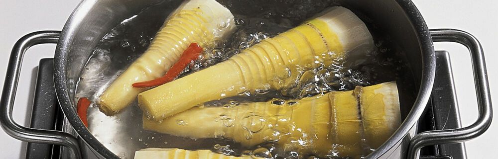 Bambussprosse Bambussprosse