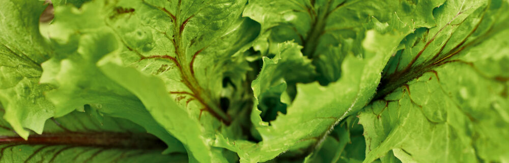 Pflücksalat ist recht unempfindlich und wird auch weniger von Schnecken befallen. Pflücksalat