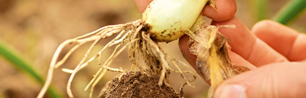 Zwiebeln werden meist von März bis November geerntet. Lauchzwiebel
