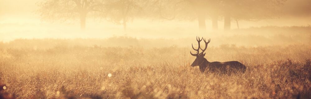 Wild Header Wild Header