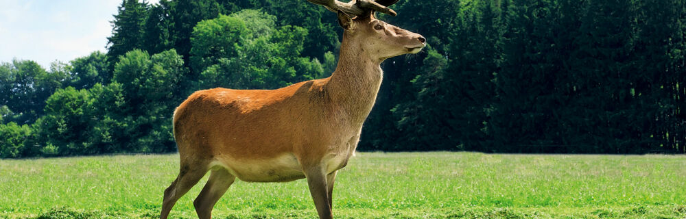 Wild kaufen und lagern Wild kaufen und lagern