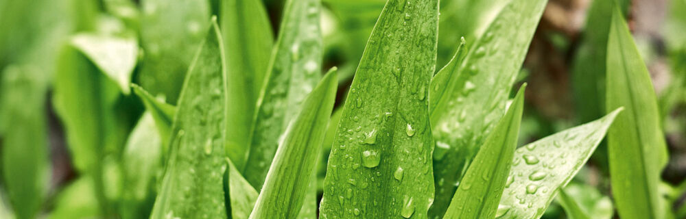 Bärlauch wo sammeln Bärlauch wo sammeln