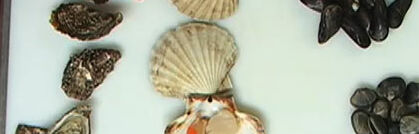 Muschelsorten auf einen Blick Muschelsorten auf einen Blick