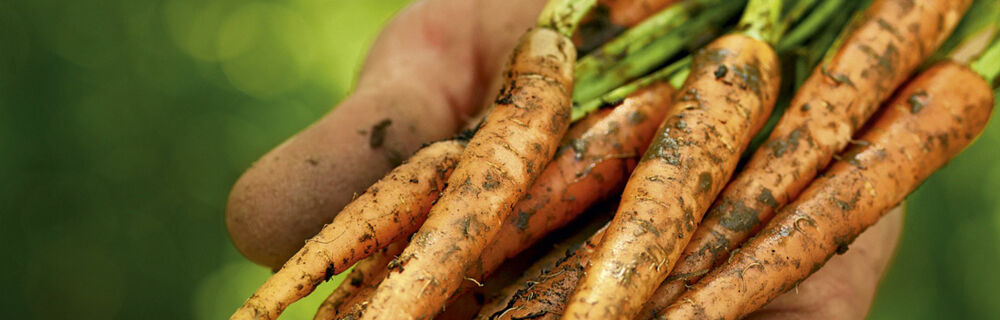 Unterschied Möhren Karotten Unterschied Möhren Karotten