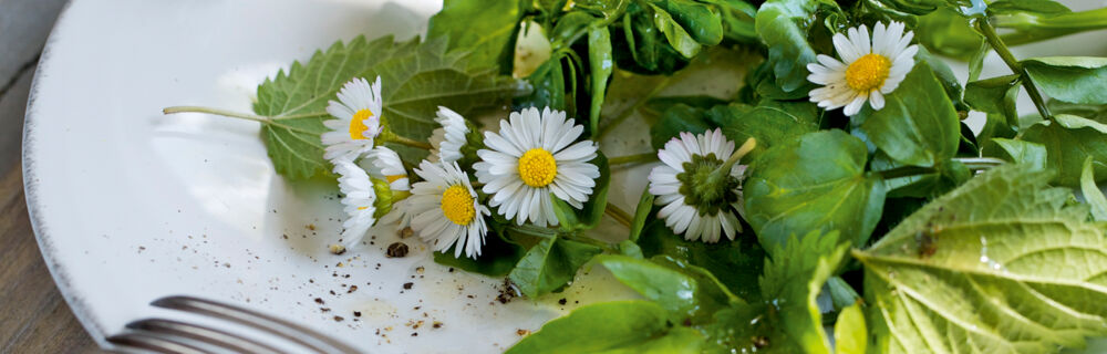 Brunnenkressesalat mit Wildkräutern und Blüten Brunnenkressesalat mit Wildkräutern und Blüten