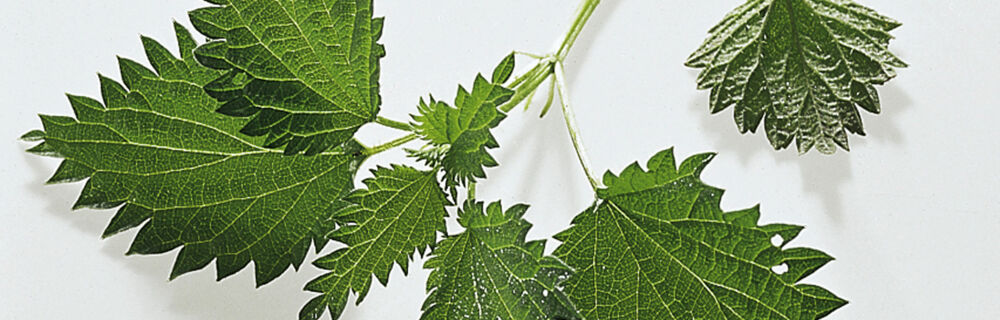 Brennnesseln Brennnesseln