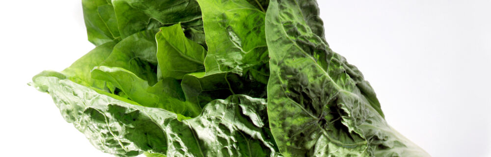 Zuckerhutsalat Zuckerhutsalat