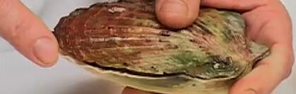 Jakobsmuscheln einfach und richtig verarbeiten Jakobsmuscheln einfach und richtig verarbeiten