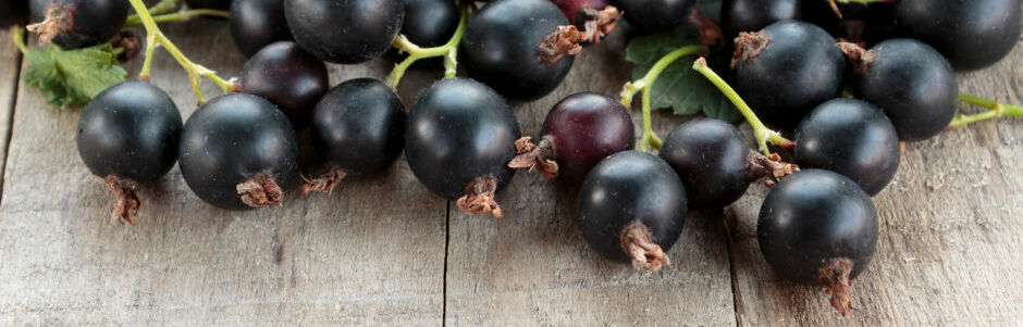 13822-Jostabeeren 13822-Jostabeeren