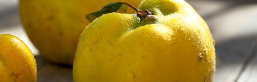 Saisonkalender Obst Gemüse September Saisonkalender Obst Gemüse September