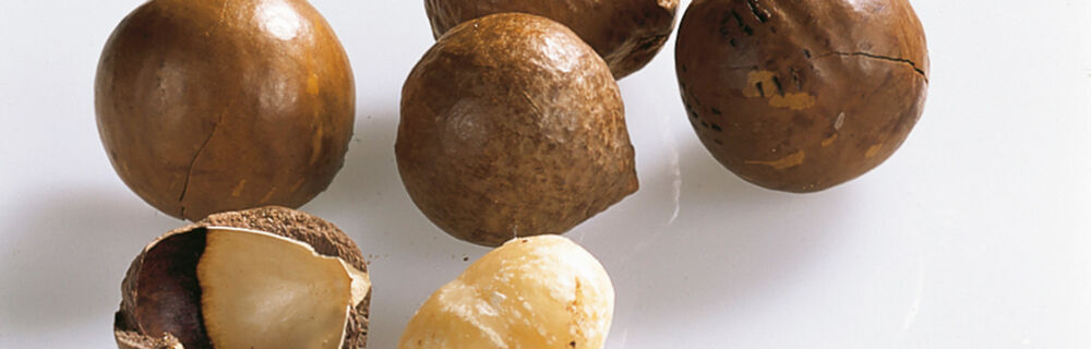 Macadamianüsse Macadamianüsse