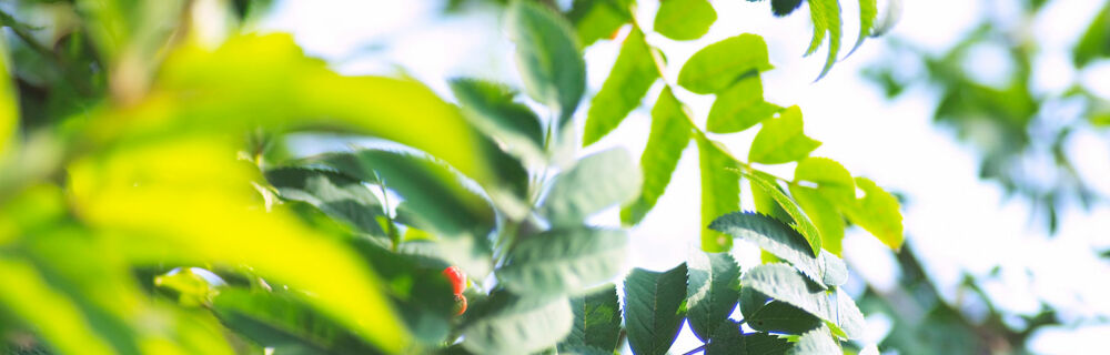 Vogelbeeren Vogelbeeren