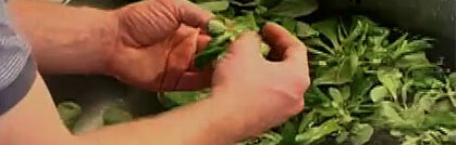 Feldsalat richtig putzen und verarbeiten Feldsalat richtig putzen und verarbeiten