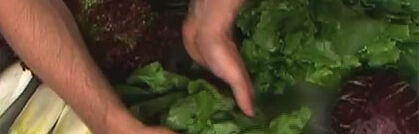 Salatsorten im Überblick Salatsorten im Überblick