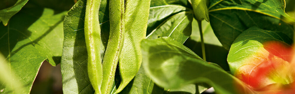 Etwas speziell, dennoch verdammt lecker, sind die Feuerbohnen. Feuerbohne