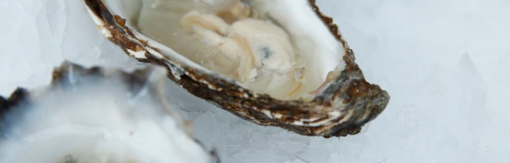 Austern Austern