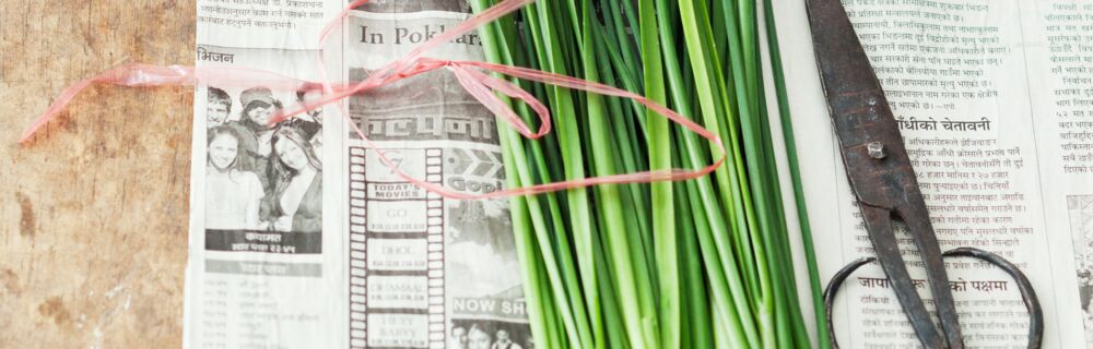 Frisch, gesund und leicht: Das Schnittknoblauch. Schnittknoblauch