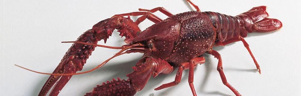 Flusskrebse Flusskrebse