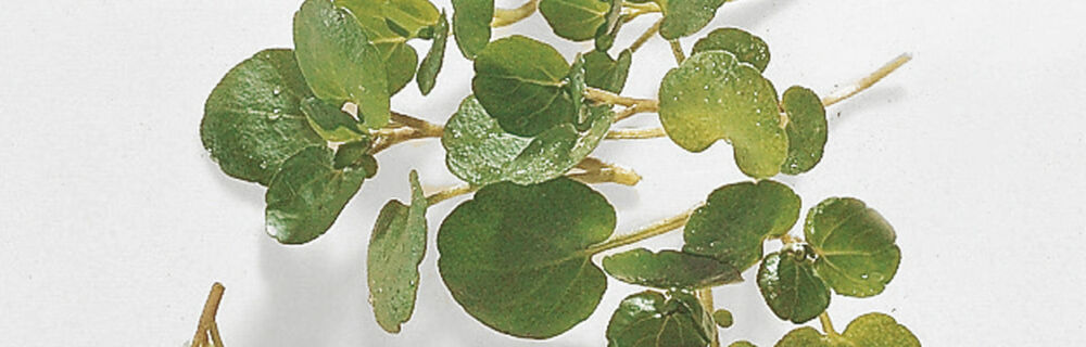 Brunnenkresse Brunnenkresse