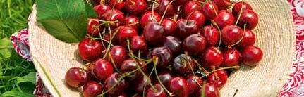 Rote Kirschen ess ich gern! Rote Kirschen ess ich gern!