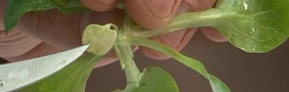 Feldsalat putzen und zerkleinern Feldsalat putzen und zerkleinern