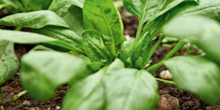 Saisonkalender Obst Gemüse März Saisonkalender Obst Gemüse März