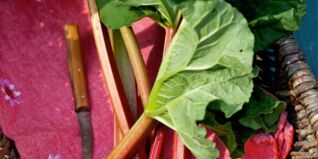 Saisonkalender Obst Gemüse Mai Saisonkalender Obst Gemüse Mai