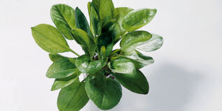 Sauerampfer Sauerampfer