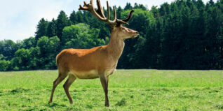 Wild kaufen und lagern Wild kaufen und lagern