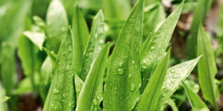 Bärlauch wo sammeln Bärlauch wo sammeln