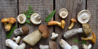 Frische Pilze Frische Pilze