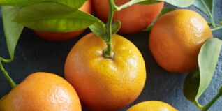 Saisonkalender Obst Gemüse Februar Saisonkalender Obst Gemüse Februar