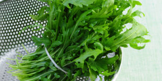 Beliebt unter all den Salatsorten ist besonders der Rucola. Rucola