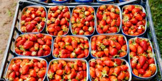 Frisch, süß, lecker, voller Vitamine und bei fast jedem beliebt, die Rede ist von Erdbeeren. Erdbeeren