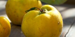 Saisonkalender Obst Gemüse September Saisonkalender Obst Gemüse September