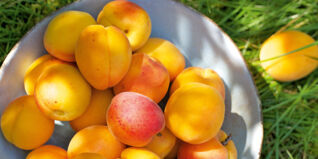 Aprikosen Rezepte Aprikosen Rezepte