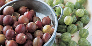 rote und grüne Stachelbeeren Stachelbeeren Unterseite Rezepte Warenkunde