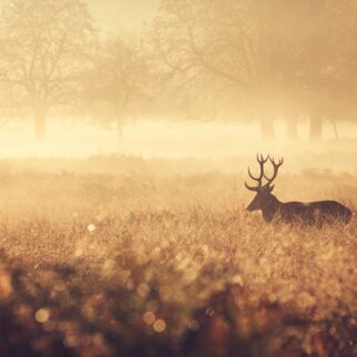 Wild Header Wild Header