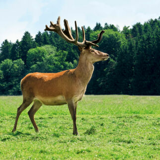 Wild kaufen und lagern Wild kaufen und lagern